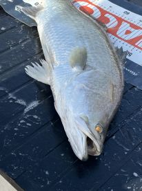  Great day out catching barramundi 