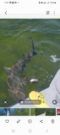 5 foot shark caught and released 