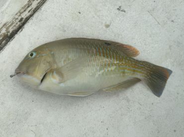 Responsive and got on some good action