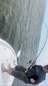 SHARK!!!! 