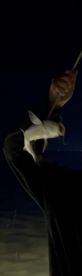 Amazing fishing-hunting
