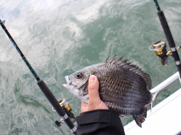 Despite the shy fish