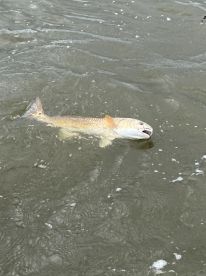 Great trip; found the bull reds.