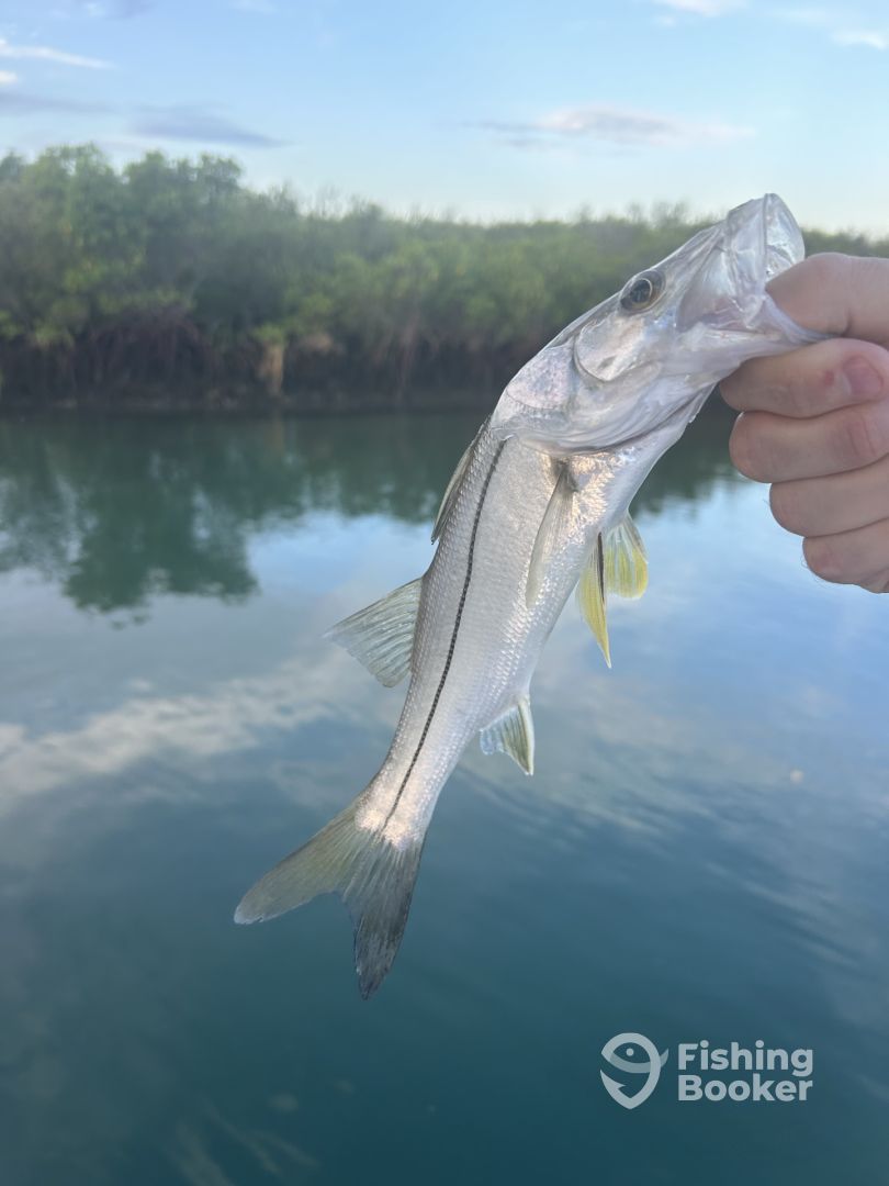 Nauti Diver Charters Updated 2024 Prices