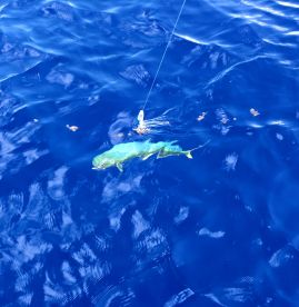 Offshore fishing extravaganza!!