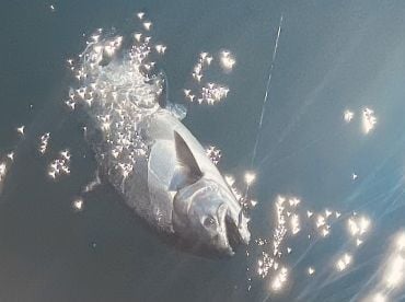 Big fish