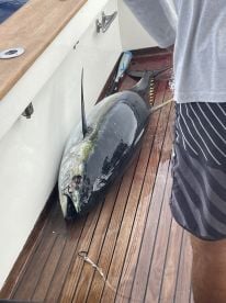 Yellow Fin