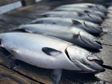 Lance is the best in Tofino!