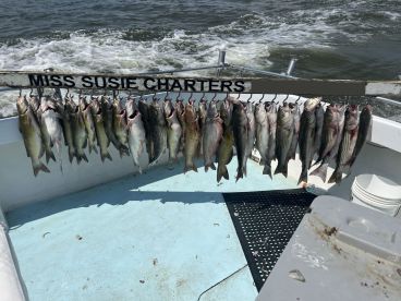 Bad day to be a fish