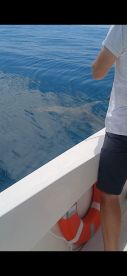 HUGE HAMMERHEAD 