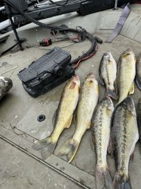 Walleye