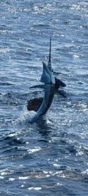 Offshore Palegic Trip