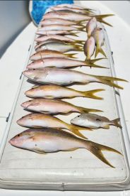 Great day reef fishing. 