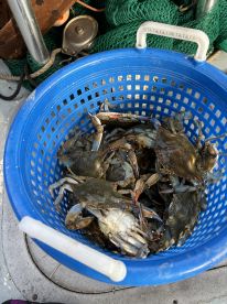 Shrimp and crab trip