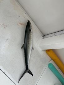 Best Fishing in Panama