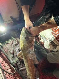 First Time Flathead Fishing 