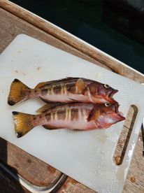 A good day at sea