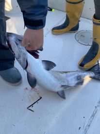 Robert knows how to find and catch fish.