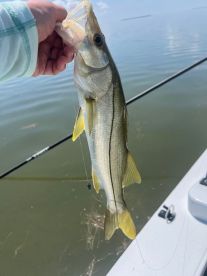 Paul and a gorgeous snook