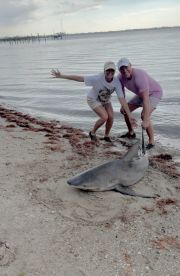 Sharks!!