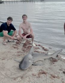 Sharks!!