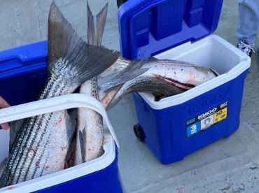 All got fish