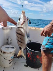 7 hour shark and bottom fishing 