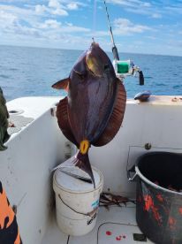 7 hour shark and bottom fishing 