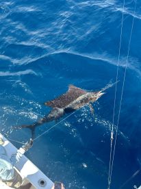 Caught 5 Sailfish with Captain Rick! Rick is a great Captain who knows the waters. We went 22 miles out for the catch. Orlando, Rick’s mate was also very sharp. I enjoyed spending time in the tuna tower with Rick. 