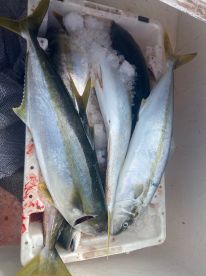 Fishing frenzy