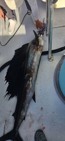 Great trip With a knowledgeable captain! 