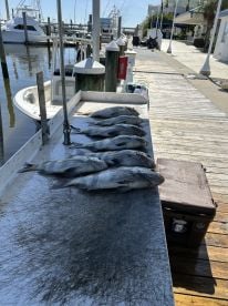 Sheephead City