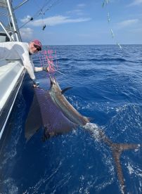 Sailfish Bonanza!