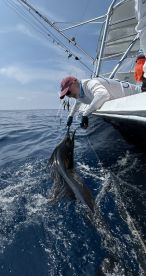 Sailfish Bonanza!