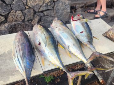 Fish On