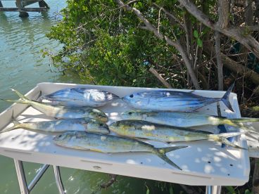 Great 3\/4 day Mahi\/Tuna trip with captain Anthony 
