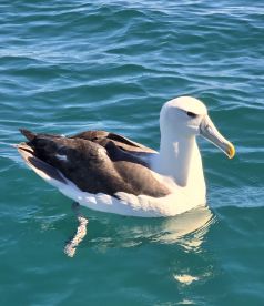 Kaikoura Trip