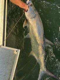 Tarpon Fishing in Torch Key Fl.