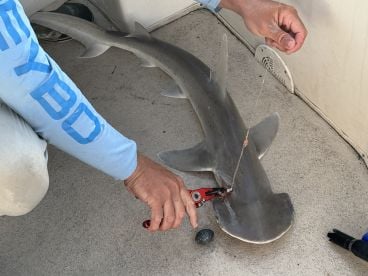 Shark and matana ray